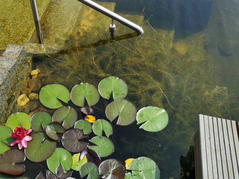 Myriophyllum spicatum - Ähriges Tausendblatt